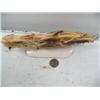 Image 7 : 9" fossilized walrus ivory imported from Indonesian of 15 carved fish (114)