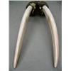 Image 5 : Large male headmount with narwhale, walrus scrimshaw 26" (100)