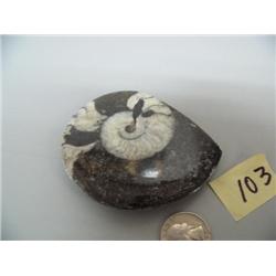Snail-like fossil (3)