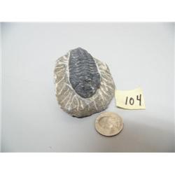 Trilobite fossil (3)