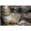 Image 3 : Women's Coyote Fur Ladies Coat Size Medium