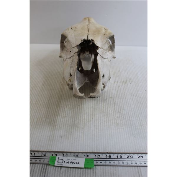 Animal Skull
