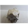 Image 4 : Animal Skull