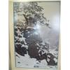 Image 1 : T. Isaac  463/1250  Double Matted and Silver Framed Mountain Lion in Rocky Outcrop (23)