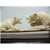 Image 7 : 10" ivory carving of bear and wolf fighting by Noel Smith