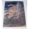 Image 1 : Bev Doolittle "Prayer for the Wild Things" print 54612 of 65000 - print size 31.5"x24" (3)