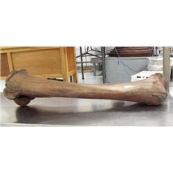 34" mammoth leg bone in excellent condition- 20,000 years old (3)