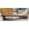 Image 1 : 34" mammoth leg bone in excellent condition- 20,000 years old (3)