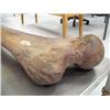 Image 2 : 34" mammoth leg bone in excellent condition- 20,000 years old (3)