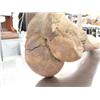 Image 3 : 34" mammoth leg bone in excellent condition- 20,000 years old (3)