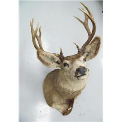 Huge mule deer head mount (3)