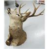 Image 2 : Huge mule deer head mount (3)