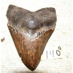 CHOICE on 2 ancient shark teeth 5" long (3)