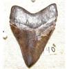 Image 2 : CHOICE on 2 ancient shark teeth 5" long (3)