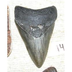 CHOICE on 2 ancient shark teeth 4" long (3)