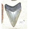 Image 2 : CHOICE on 2 ancient shark teeth 4" long (3)