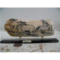 6-1/2" mammoth ivory scrimshawed with 4 dall sheep mounted don baleen by Homer Cole (114)