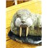 Image 2 : 10-1/2" soapstone walrus by Michael Scott (2)
