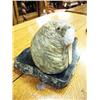 Image 3 : 10-1/2" soapstone walrus by Michael Scott (2)