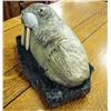 Image 5 : 10-1/2" soapstone walrus by Michael Scott (2)