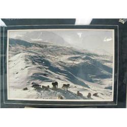 CHOICE on 6 prints: photo of wolf pack in Denali Park- double-matted- image size 13" x 20" (2)