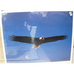 CHOICE on 6: 2 pictures- photo of bald eagle signed by Kenneth R. Hunter size 14x19; signed and numb