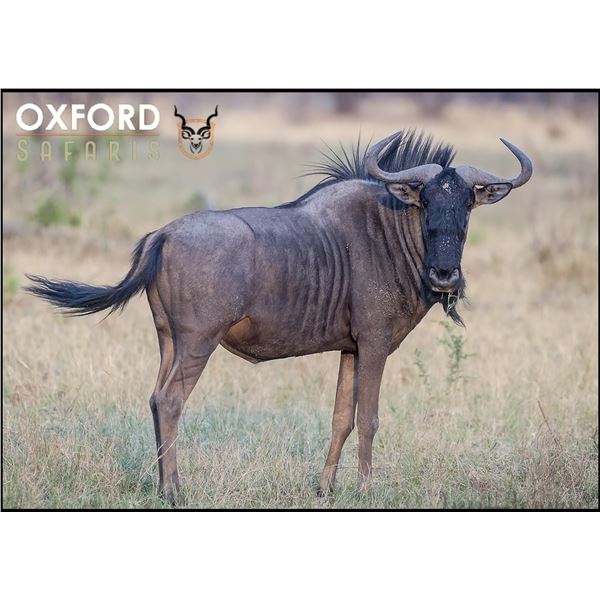 Taste of Africa Hunting package - OXFORD SAFARIS