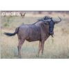 Image 1 : Taste of Africa Hunting package - OXFORD SAFARIS
