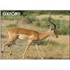 Image 3 : Taste of Africa Hunting package - OXFORD SAFARIS