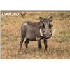 Image 4 : Taste of Africa Hunting package - OXFORD SAFARIS