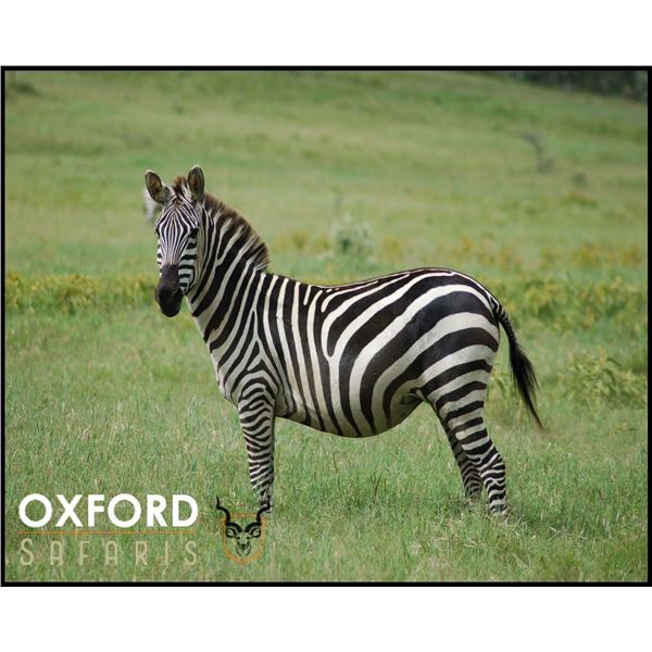 Zebra Hunting special - OXFORD SAFARIS