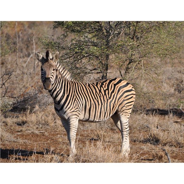 7 Day Plains game Hunt for 1 Hunter in Limpopo - Paul Brits Safaris