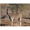 Image 1 : 7 Day Plains game Hunt for 1 Hunter in Limpopo - Paul Brits Safaris