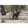 Image 4 : 7 Day Plains game Hunt for 1 Hunter in Limpopo - Paul Brits Safaris