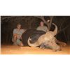 Image 1 : 7 Day Buffalo Hunt for 1 Hunter in Limpopo - Paul Brits Safaris