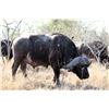 Image 3 : 7 Day Buffalo Hunt for 1 Hunter in Limpopo - Paul Brits Safaris