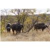 Image 5 : 7 Day Buffalo Hunt for 1 Hunter in Limpopo - Paul Brits Safaris
