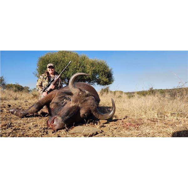 Buffalo Hunt - Bos and Dal Safaris