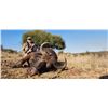 Image 1 : Buffalo Hunt - Bos and Dal Safaris