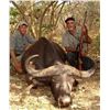 Image 1 : Buffalo Cow and plains game hunt - Baobab Hunting Safaris