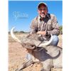 Image 3 : Buffalo Cow and plains game hunt - Baobab Hunting Safaris