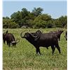 Image 4 : Buffalo Cow and plains game hunt - Baobab Hunting Safaris