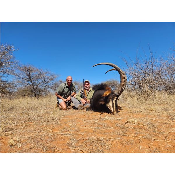 2 sables for 2 hunters - Diekie Muller Hunting Safaris