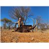 Image 3 : 2 sables for 2 hunters - Diekie Muller Hunting Safaris