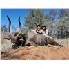 Image 3 : African Intro Safari - 1 Hunter - 5 Days - 4 Animals - Sadaka Safaris