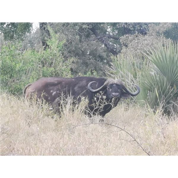 Bushveld Cape Buffalo - 1 Hunter - 7 Days - Sadaka Safaris