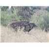 Image 1 : Bushveld Cape Buffalo - 1 Hunter - 7 Days - Sadaka Safaris