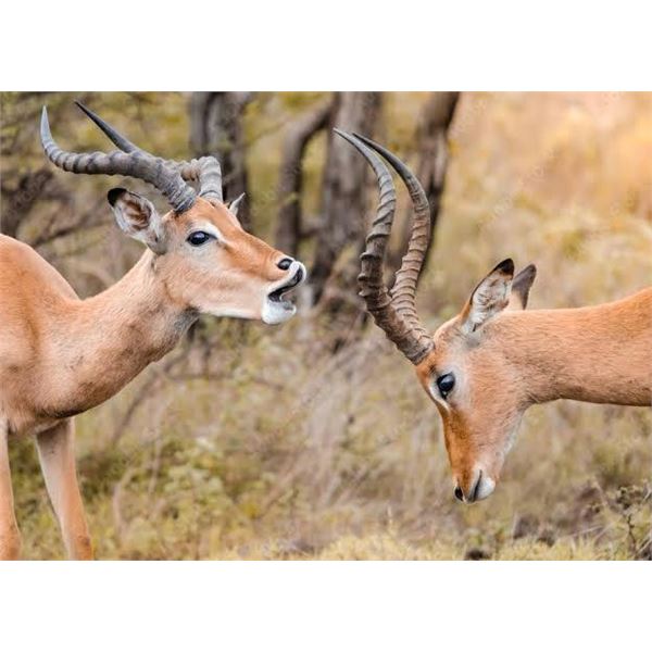 Buddy Package - 2 Hunters - 7 Day Safari – 1 x Impala Ram for each Hunter (2 Impala Trophie
