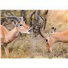 Image 1 : Buddy Package - 2 Hunters - 7 Day Safari – 1 x Impala Ram for each Hunter (2 Impala Trophie
