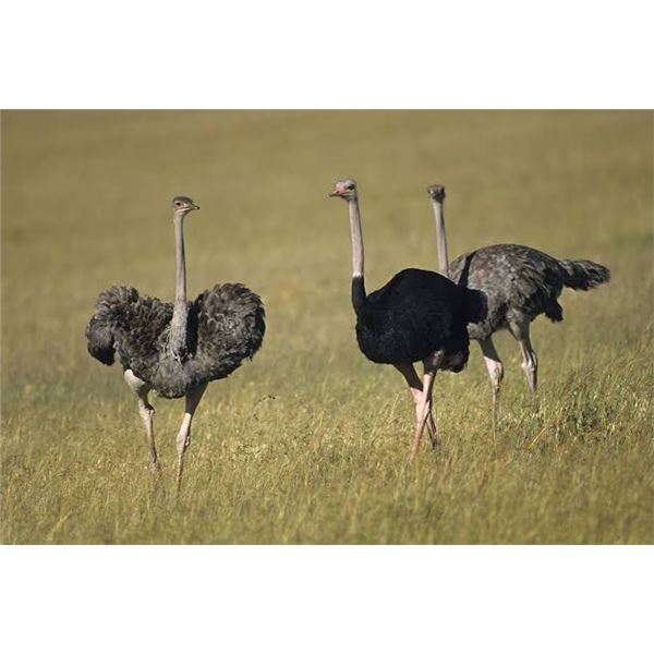 1 Hunters - 7 Day Safari – 1 x Nyala Bull and 1 x Ostrich Female - On The Ranch Safaris